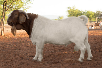 boer goat south african agricultural