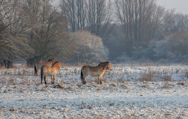 Obraz premium Przewalski Horse Winter