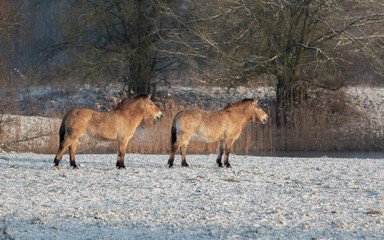 Obraz premium Przewalski Horse Winter