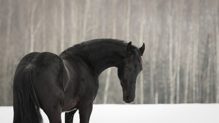 Portrait of a black friesian horse on the white snow-covered field background in the winter. Look back view
