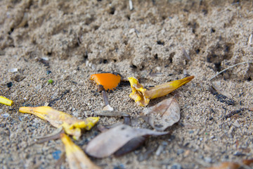 Insects Ants running around near the hole in the ground, close up selective focus.