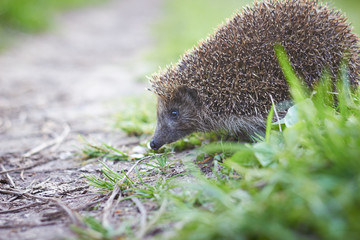The hedgehog looks warily on the road in the countryside against the backdrop of a green grass