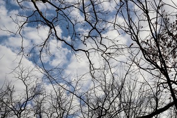 A view of the clouds and the sky though the bare branches.