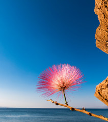 Blossoming Albizia julibrissin on background of the Red Sea. This plant is known as Lenkoran acacia tree as well as Persian silk tree