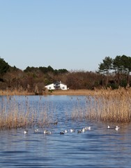 Naklejka premium maison landaise sur l'étang de Cazaux et Sanguinet