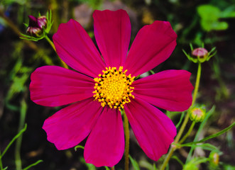 Cosmos bipinnatus blooming in the garden.Macro photo of red cosmos flower (Cosmos Bipinnatus).Cosmos bipinnatus or Mexican aster.Beautiful flowers ,Flowers in the garden and sunray. Springtime concept