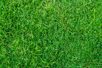 Green grass texture for background. Green lawn pattern and texture background. Close-up.