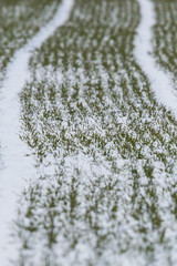 furrowed farmland with green grass in winter, snow