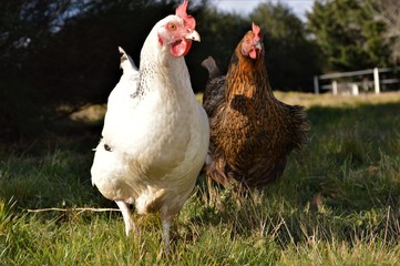 rooster and hens