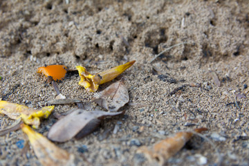 Insects Ants running around near the hole in the ground, close up selective focus.