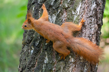 Red squirrel on a tree in a park. Animal