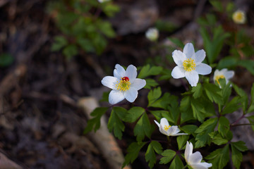 White spring flowers, snowdrops in the forest. Anemone nemorosa - wood anemone, windflower, thimbleweed, and smell fox. Romantic soft gentle artistic image.