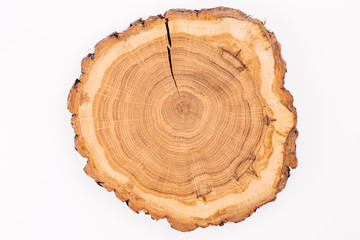 cross section of tree trunk 