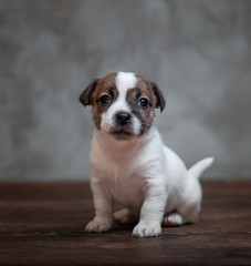 Jack Russell Terrier puppy with brown spots on the face sitting on a wooden floor against a gray wall.