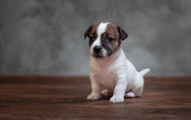 Jack Russell Terrier puppy with brown spots on the face sitting on a wooden floor against a gray wall.