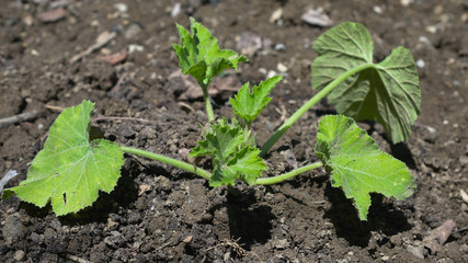 Bientôt les plantations de courgette au jardin !
