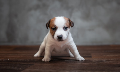 Jack Russell Terrier puppy with brown spots stands on the wooden floor against the background of a...