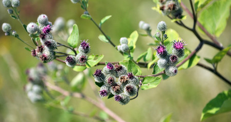 Bloom in nature burdock