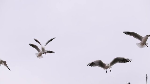 Flock of Seagulls And Birds Flying High In The Sky. Super Slow Motion 120p
