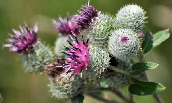 รูปภาพBurdock – เลือกดูภาพถ่ายสต็อก เวกเตอร์ และวิดีโอ25,010 | Adobe Stock