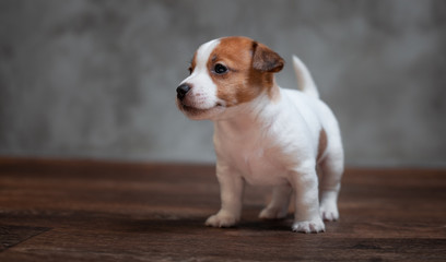 Jack Russell Terrier puppy with brown spots stands on the wooden floor against the background of a gray wall.