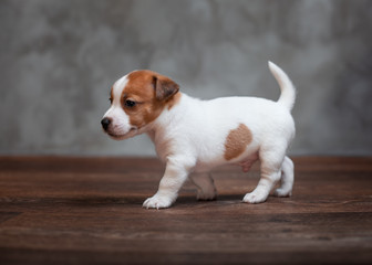 Jack Russell Terrier puppy with brown spots stands on the wooden floor against the background of a gray wall.