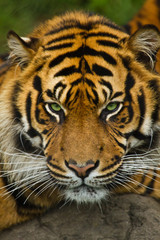 Fototapeta na wymiar Sumatra-Tiger (Panthera tigris sumatrae)