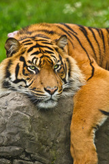 Sumatra-Tiger (Panthera tigris sumatrae)