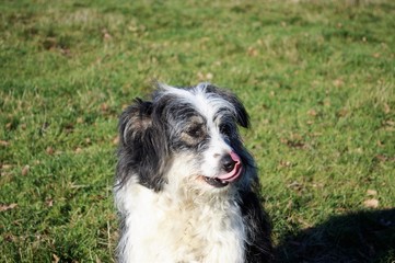 dog on grass