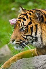 Sumatra-Tiger (Panthera tigris sumatrae)