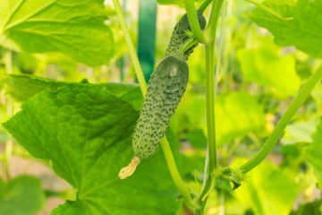 growing cucumbers vertically