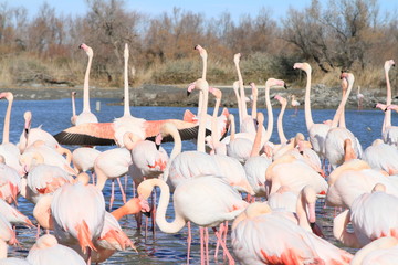 Obraz premium Camargue 2019