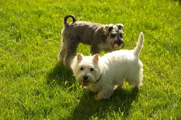 funny dog terrier schnauzer on a walk