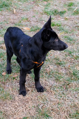 Black German Sheepard Dog Puppy in training class. Portrait, Running, Dog Trainer