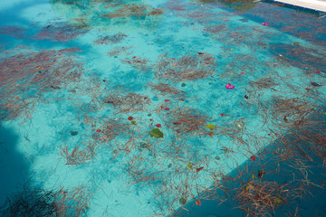 Fototapeta na wymiar Swimming pool covered with leaves. 