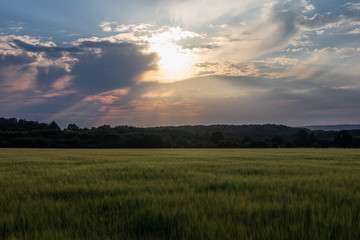 Obraz premium The sunset over wheat field in Germany