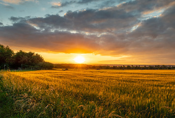 The sunset over wheat field in Germany - obrazy, fototapety, plakaty