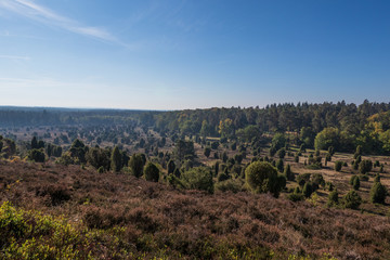 Landscape of Lueneburg Heath in sunlight, Germany