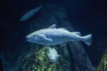 Naklejka premium The fish underwater in an aquarium