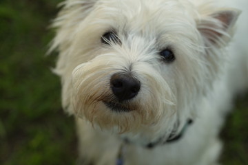funny dog terrier schnauzer on a walk