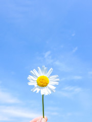 Close up of Chamomile. Chamomile flowers with seeds on green. Chamomile on blue sky background.Oxeye daisy, Leucanthemum vulgare, Daisies,Dox-eye,  Dog daisy. spring flowers in the meadow.