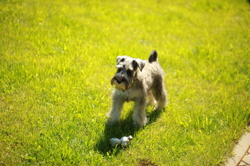 funny dog terrier schnauzer on a walk