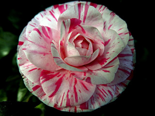 bella camelia screziata di rosa e di bianco dalla forma geometrica