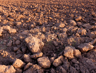 zolle di terra smossa in campo arato  alla luce del tramonto