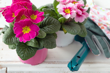 Rosa und pink Primeln zum Setzen auf dem Balkon oder im Garten