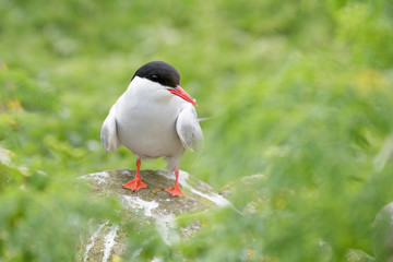 Arctic tern (Sterna paradisaea) perched on rock, Farne Islands, Northumberland, England, UK.