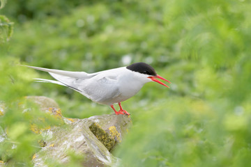 Arctic tern (Sterna paradisaea) perched on rock, Farne Islands, Northumberland, England, UK.
