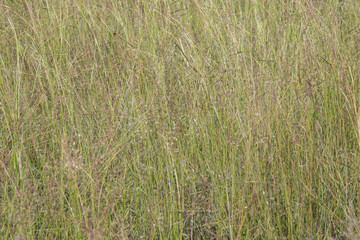 grassland with long grass savannah