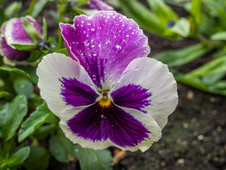 Stiefm&uuml;tterchen im Fr&uuml;hling