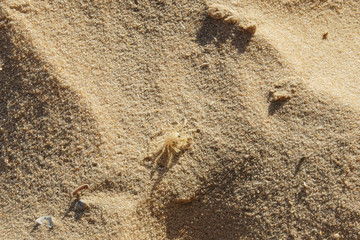 Macro photo of a sand crab on the beach